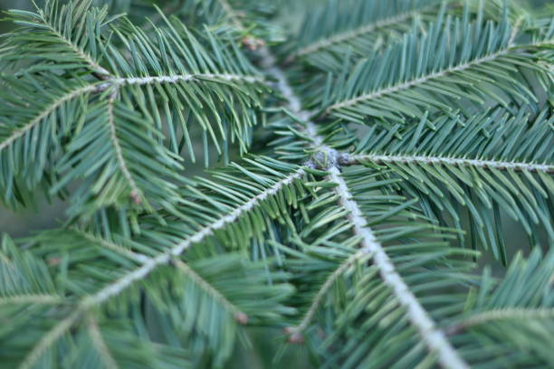 green branches of a pine tree close-up, short needles of a coniferous tree close-up on a green background, texture of needles of a Christmas tree close-up Fir brunch is close. Shallow focus green branches of a pine tree close-up, short needles of a coniferous tree close-up on a green background, texture of needles of a Christmas tree close-up Fir brunch is close. Shallow focus needles eye stock pictures, royalty-free photos & images