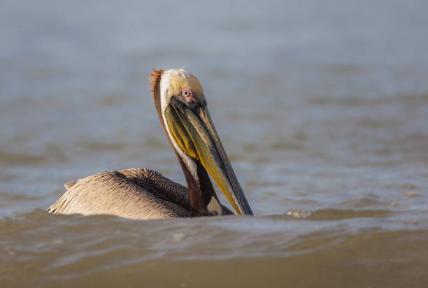 istock A brown pelican dipping its bill into the ocean 1481031509