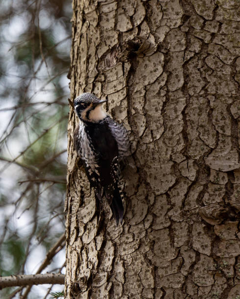 istock Eurasian three-toed woodpecker 1481031593
