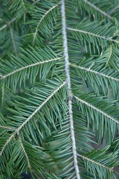 green branches of a pine tree close-up, short needles of a coniferous tree close-up on a green background, texture of needles of a Christmas tree close-up Fir brunch is close. Shallow focus green branches of a pine tree close-up, short needles of a coniferous tree close-up on a green background, texture of needles of a Christmas tree close-up Fir brunch is close. Shallow focus needles eye stock pictures, royalty-free photos & images