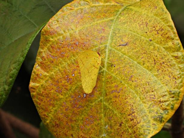 istock Orange Sulphur Butterfly (Phoebis agarithe) - on a multi-colored leaf 1481032760