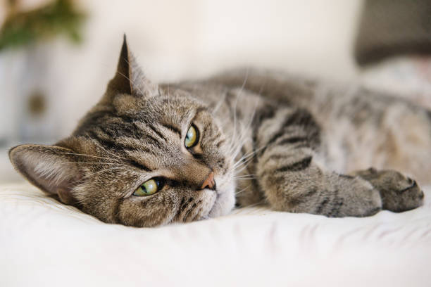 Lazy tabby grey cat sleeping on the bed. Domestic cat relaxing.
