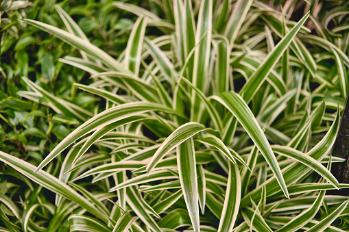 Chlorophytum Comosum Textural floral background of tropical green leaves. Chlorophytum houseplant close-up. Selective focus.