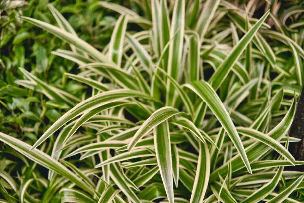 Chlorophytum Comosum Textural floral background of tropical green leaves. Chlorophytum houseplant close-up. Selective focus.