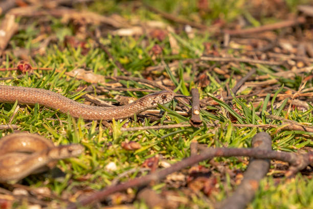 istock Young Brown Water Snakes flickes its tongue while slithering across the ground 1481036009