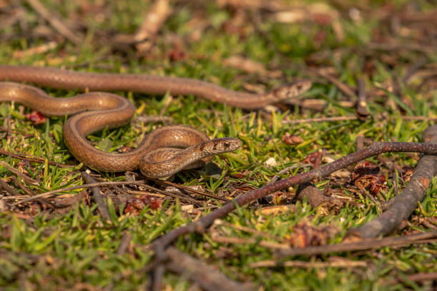 istock Young Brown Water Snakes make their way to the marsh 1481036016
