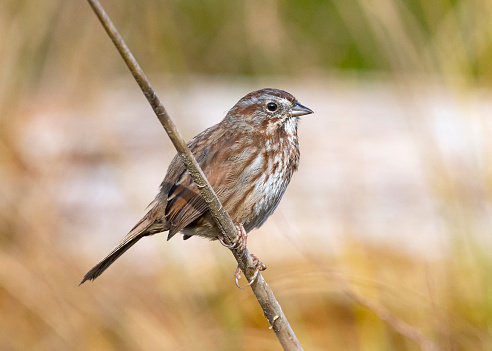 A Song Sparrow perched on a branch.