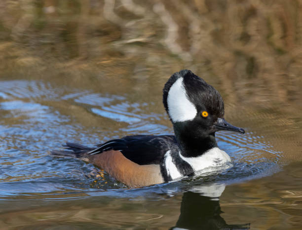 istock Hooded Merganser Male 1481036378