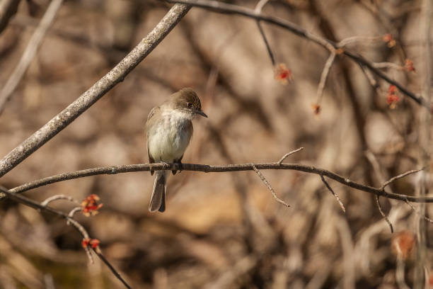 ишерн фиби сидит на ветке дерева - bird spring branch phoebe стоковые фото и изображения