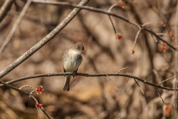 ишерн фиби сидит на ветке дерева - bird spring branch phoebe стоковые фото и изображения