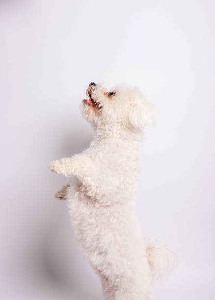 istock Bichon Frise dog on white background, studio shot. 1481038833