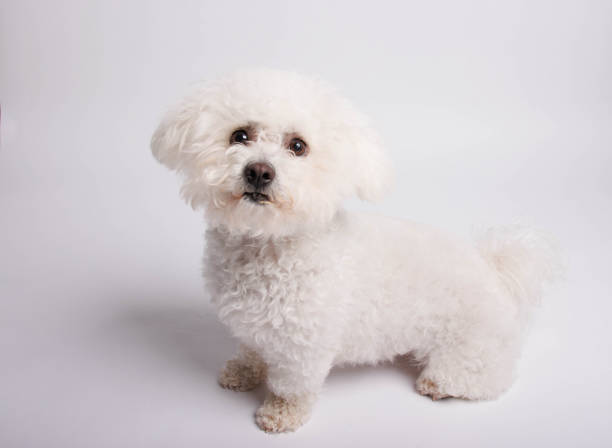istock Bichon Frise dog on white background, studio shot. 1481038834