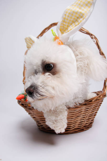 istock White dog with Easter bunny ears on a white background 1481038844