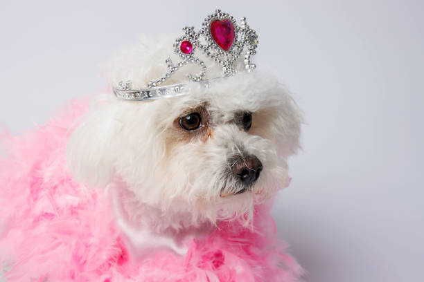 istock Bichon Frise dog on white background, studio shot. 1481038875