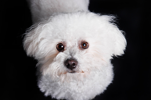 Maltese dog refers both to an ancient variety of dwarf canine from Italy and generally associated also with the island of Malta, and to a modern breed of dog in the toy group.