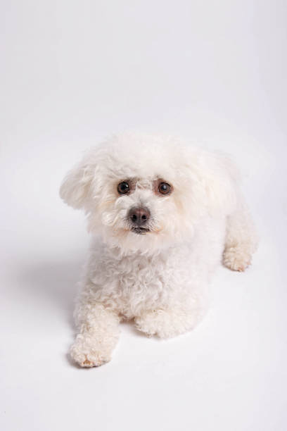 Maltese dog refers both to an ancient variety of dwarf canine from Italy and generally associated also with the island of Malta, and to a modern breed of dog in the toy group.