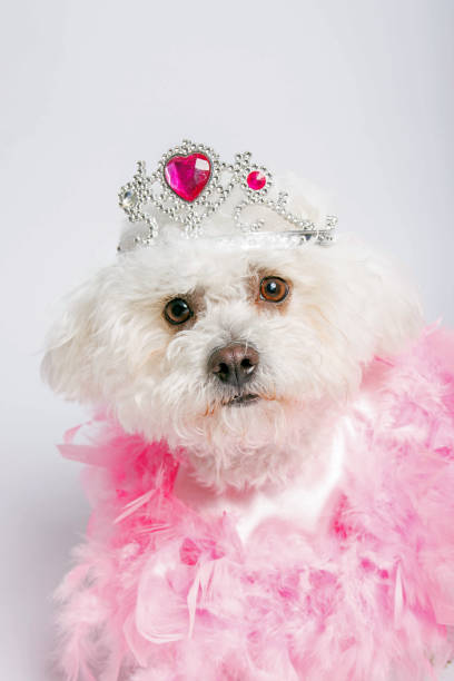 istock Bichon Frise dog on white background, studio shot. 1481038888