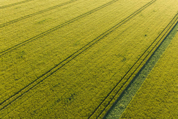 istock aerial view of the harvest fields 1481039497