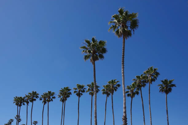 istock California fan palms 1481040146