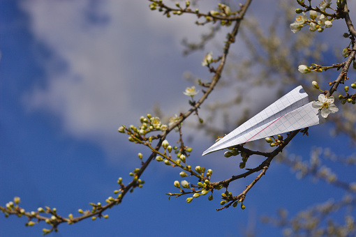 Paper toy airplane landed on a cherry plum blossom branch. White origami plane with place for a message.