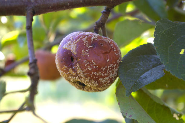 istock Rotten apple on a branch tree. Apple fruit damaged by pathogenic fungi and affected by monilosis left hanging on the branch of the apple tree. 1481040885