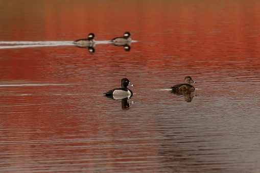 A pair of Ring-necked Ducks swim in front of female Bufflehead Ducks