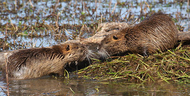 istock Two nutria at nest in lake 148104104