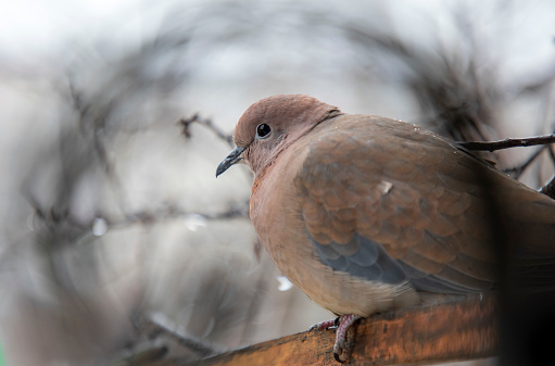 A dove resting while it's raining