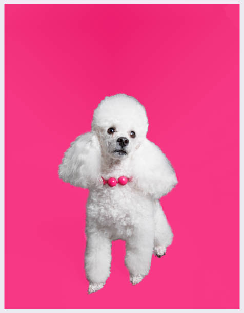 istock White poodle dog with pink beads isolated on a pink background. 1481044044