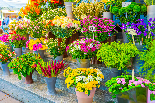 Beautiful colorful flowers in flower shop