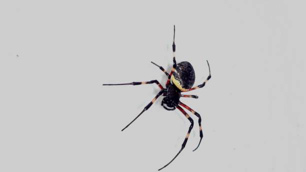 istock spider ''maria ball'' - nephilengys cruentata 1481046915