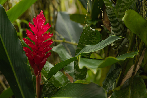 Bomarea, Bomarea caldasii, Antisana Ecological Reserve,  Ecuador