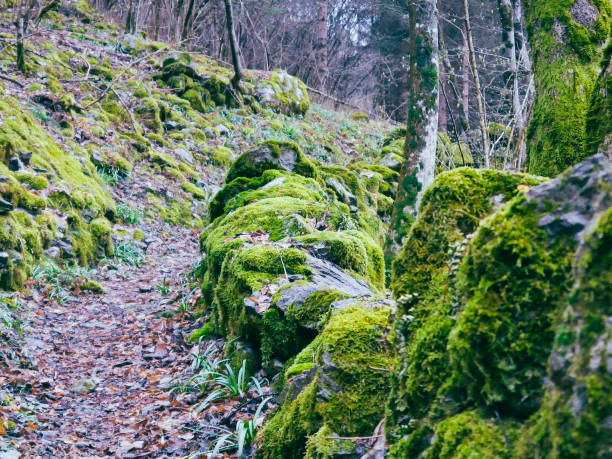 istock Mossy Road - Winter Vibes 1481053577