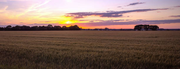 Sunset in Suffolk with golden fields of wheat stock photo