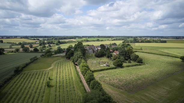 Vineyard in Suffolk aerial view stock photo