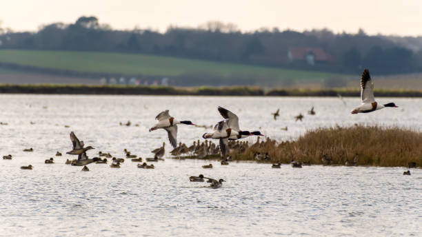 istock Canada Geese flying over a lake 1481055184