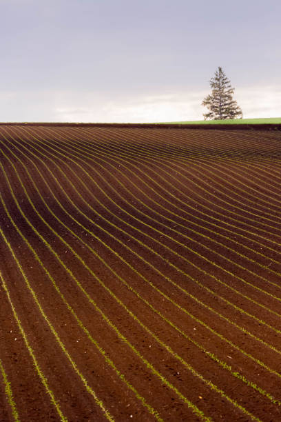 istock wheat field and blue sky with clouds in spring in Furano, Hokkaido 1481055189