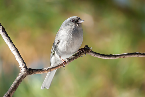 The Dark-Eyed Junco (Junco hyemalis) is the best-known of the juncos, a variety of small grayish sparrow with a dark shoulder and head.  This bird is common across much of temperate North America and in summer ranges far into the Arctic.  This Dark-Eyed Junco was photographed near Walnut Canyon Lakes in Flagstaff, Arizona, USA.