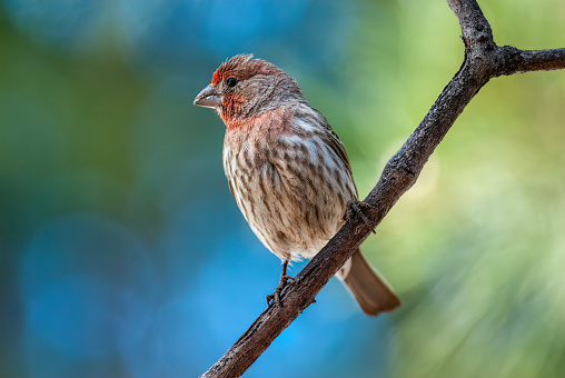 The House Finch (Haemorhous mexicanus) is a year-round resident of North America and the Hawaiian Islands.  Male coloration varies in intensity with availability of the berries and fruits in its diet.  As a result, the colors range from pale straw-yellow through bright orange to deep red. Adult females have brown upperparts and streaked underparts.  This male finch was photographed at Walnut Canyon Lakes in Flagstaff, Arizona, USA.