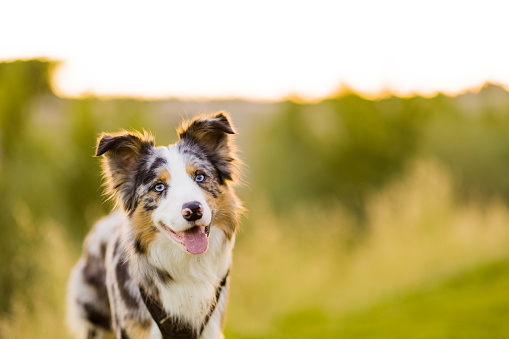 Canis lupus familiaris. A border collie cute pet enjoy nature as an canine animal
