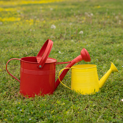 Photo of red and yellow colored watering cans on green grasses in the garden. No people are seen in frame. Shot under daylight.