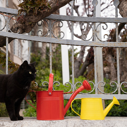Candid photo of black cat and watering cans on fence. No people are seen in frame. Shot under daylight.