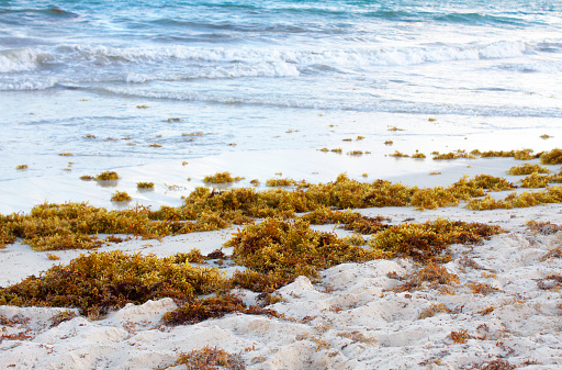 Ocean seaweed at Playa Del Carmen Quintana Roo, Mexico beach with waves on the background.