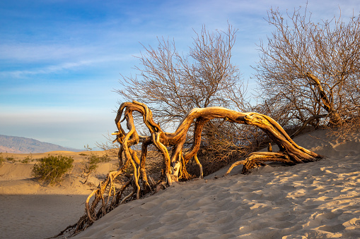 Early morning light on the twisted trunk of a fallen tree at Mesquite Flat Sand dunes in Death Valley