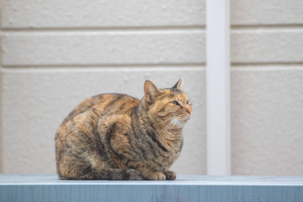 istock A stray cat looking diagonally upward while sitting 1481064176