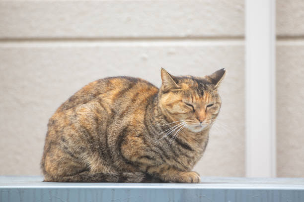 istock Stray cat sitting with eyes closed 1481064178