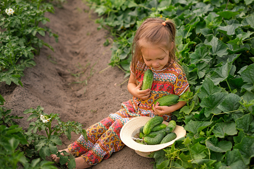 A barefoot funny girl sits on the ground by the growing vegetable bushes and collects fresh cucumbers in a hat. Homemade eco-friendly products without GMOs