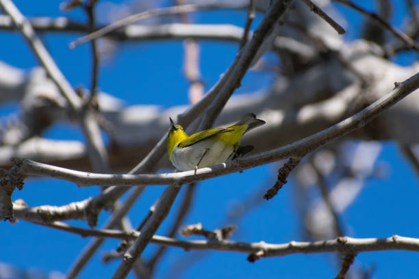 istock A female Townsend's Warbler perched on tangled branches in the Springtime - Southern California 1481064270