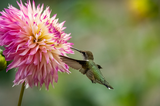 Tiny hummingbird fluttering over pink and yellow dahlia flower. Copy space
