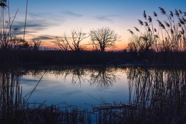 istock Beautiful summer evening landscape. 1481067476